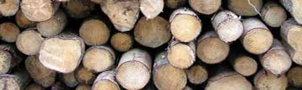 tas de bois